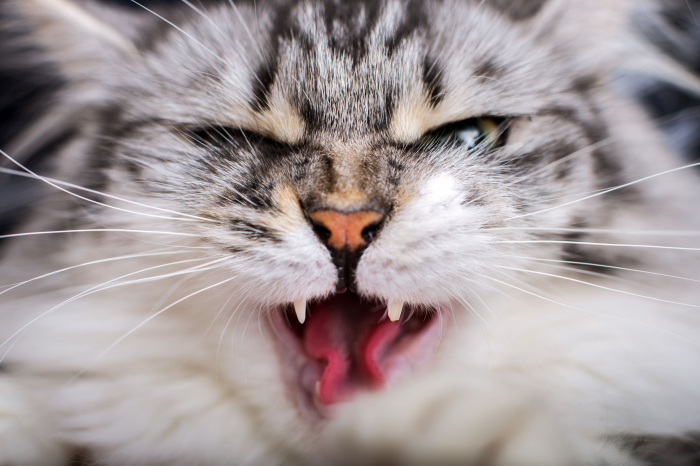 chat-agressif-pourquoi-et-comment-y-rem-dier