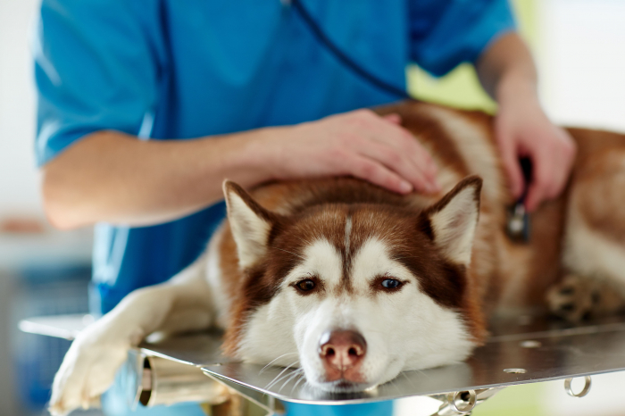 Sang dans les selles de votre chien : les bons réflexes à avoir
