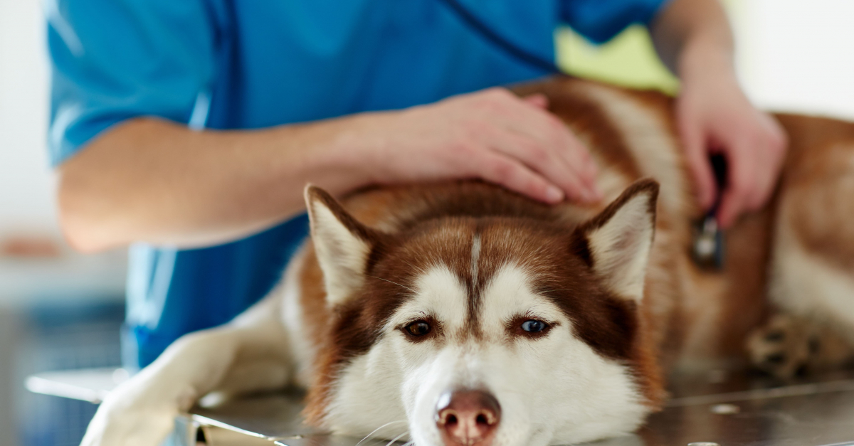 Sang dans les selles de votre chien : les bons réflexes à avoir