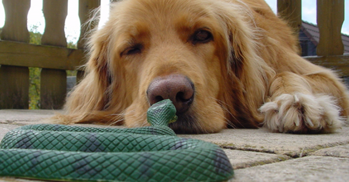 Morsures de serpents chez son chien comment réagir rapidement — free download