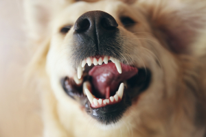 Illustration : "Réagir quand son chien se casse une dent"
