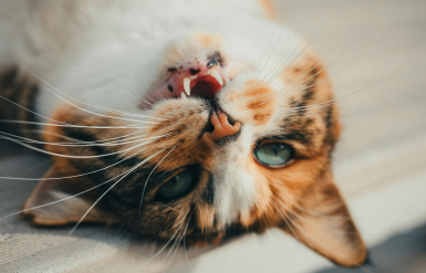 Illustration : La perte de dents chez le chat
