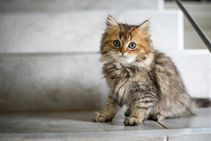 Illustration : "Prendre soin de la santé de son chaton"