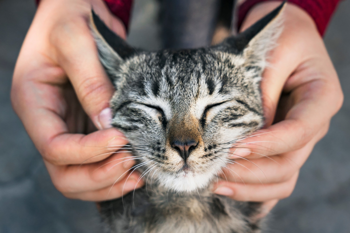 Complément Alimentaire Pour Chat Marukan AIM30 - 15 Bouteilles De 3,2g - Bonite, Acides Aminés - Japon