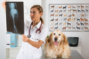 Illustration : "L’arthrose chez le chien"