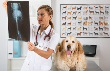 Illustration : La parvovirose chez le chien