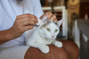 Illustration : "Nettoyer les oreilles de son chat"