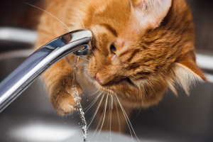 Illustration : "Donner de l’eau du robinet à son chat"