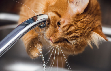 Illustration : Donner de l’eau du robinet à son chat