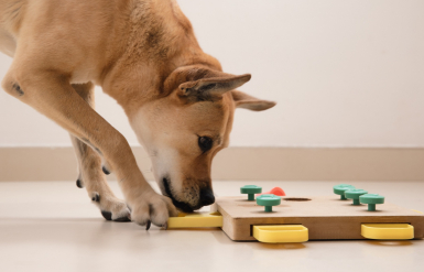Illustration : Stimuler son chien mentalement