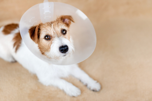 Illustration : "Prendre soin de son chien après sa stérilisation"