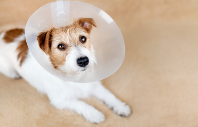 Illustration : Prendre soin de son chien après sa stérilisation