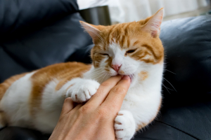 Illustration : " Comprendre et gérer les mordillements de son chat"