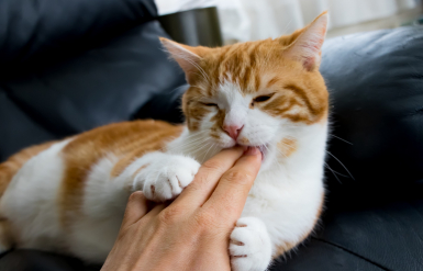 Illustration : L’hyperthyroïdie chez le chat