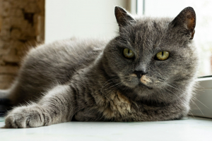 Illustration : "L’hyperthyroïdie chez le chat"