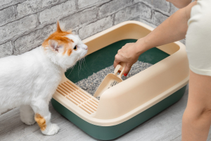 Illustration : "Choisir et entretenir la litière de son chat"