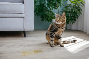 Illustration : "Les troubles urinaires chez le chat"