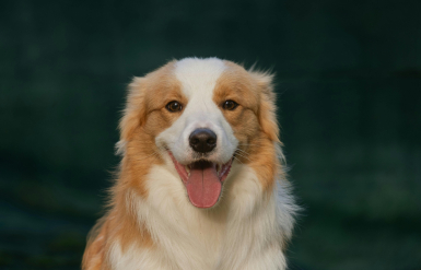 Illustration : Aider un chien craintif à gagner en confiance