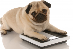 Illustration : "Adapter l’alimentation d’un chien en surpoids"