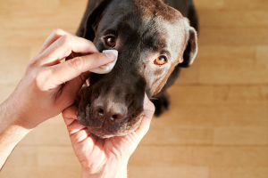 Illustration : "Nettoyer les yeux de son chien"