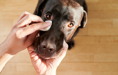 Illustration : Nettoyer les yeux de son chien