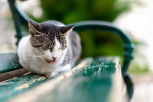 Illustration : "L’hypersalivation chez le chat"