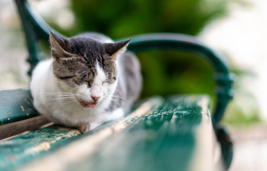 Illustration : L’hypersalivation chez le chat
