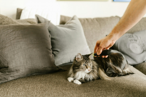 Illustration : "Traiter les nœuds et les bourres de poils d’un chat à poil long"