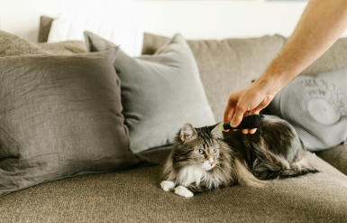 Illustration : Traiter les nœuds et les bourres de poils d’un chat à poil long