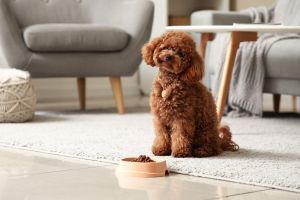 Illustration : "Gérer un chien qui refuse de manger"
