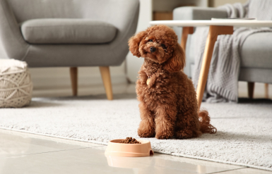 Illustration : Gérer un chien qui refuse de manger