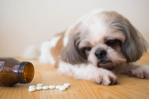 Illustration : "Réagir quand son chien avale des médicaments humains"