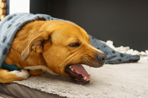 Illustration : "La toux du chenil chez le chien"