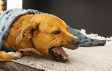 Illustration : Couper les griffes de son chien