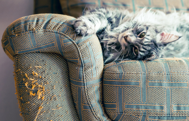 Illustration : Couper les griffes de son chien