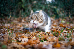 Illustration : "Réagir lorsque son chat vomit du sang"