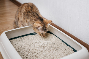 Illustration : "Comprendre et gérer un chat qui refuse d’utiliser sa litière"