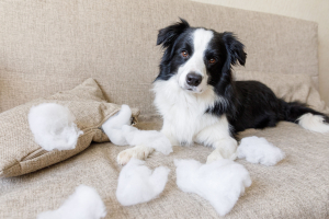 Illustration : "Corriger le comportement destructeur de son chien "