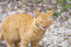 Illustration : "Réagir lorsque son chat éternue souvent"