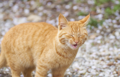 Illustration : Brosser le pelage de son chat