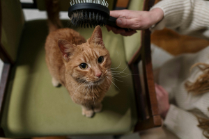 Illustration : "Brosser un chat qui refuse le toilettage"