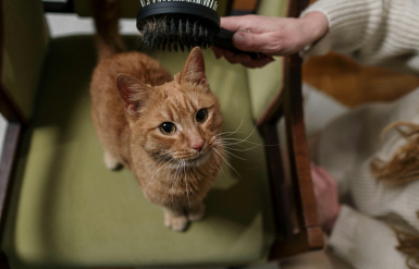Illustration : Brosser le pelage de son chat