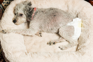 Illustration : "Gérer l’incontinence chez un chien âgé"