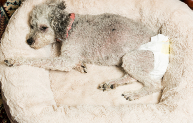 Illustration : Identifier les aliments toxiques pour son chien