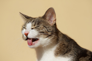 Illustration : "La toux chez le chat"