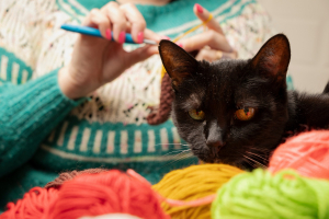 Illustration : "Réagir si son chat avale un fil ou une aiguille"