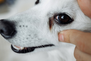 Illustration : "Les maladies oculaires chez le chien"