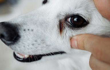 Illustration : Les maladies oculaires chez le chien