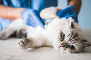 Illustration : "L’insuffisance cardiaque chez le chat"
