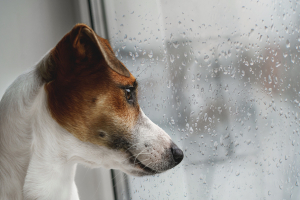 Illustration : "Gérer l’anxiété de séparation chez son chien"